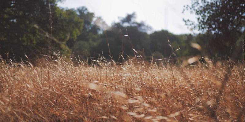 互联网平台用户协议合规审查：如何通过专业法律咨询规避格式条款引发的集体诉讼风险