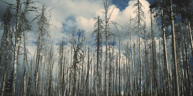 刑事辩护与民事诉讼：如何选择正确的法律咨询路径