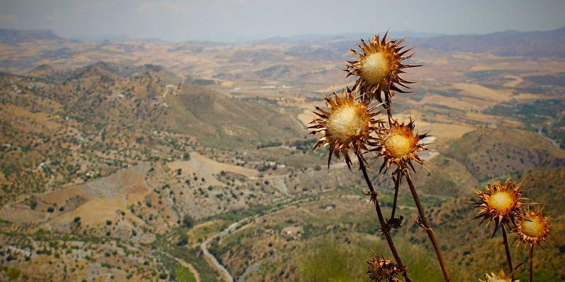 商标专利被抄袭？专业法律咨询与刑事辩护助您维权