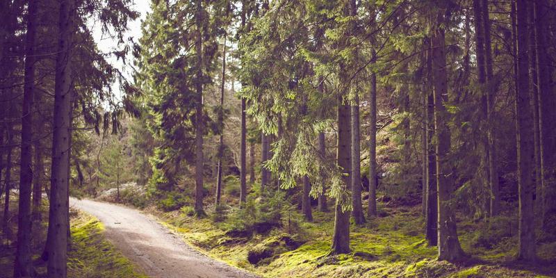 沙莫金法律:专业律师服务与诉讼代理,守护您的合法权益