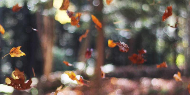 行政处罚听证程序与法律救济途径实务解析 | 沙莫金法律律师服务指南